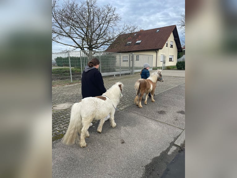 Mini pony Shetland Semental 1 año 90 cm Tobiano-todas las-capas in Eichstetten am Kaiserstuhl