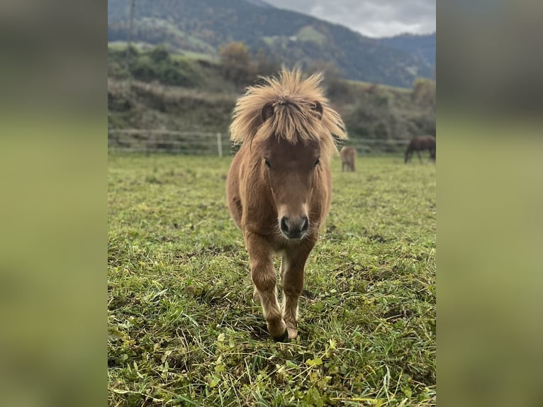 Mini pony Shetland Semental 1 año Alazán in Dellach