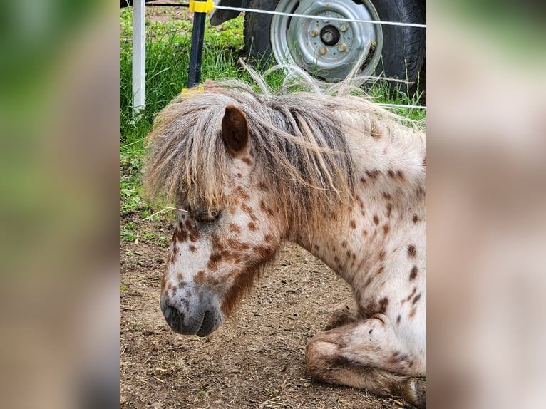 Mini pony Shetland Semental 1 año Atigrado/Moteado in Kinsau