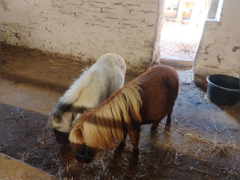 Mini pony Shetland Semental 2 años 72 cm Castaño in Hohberg