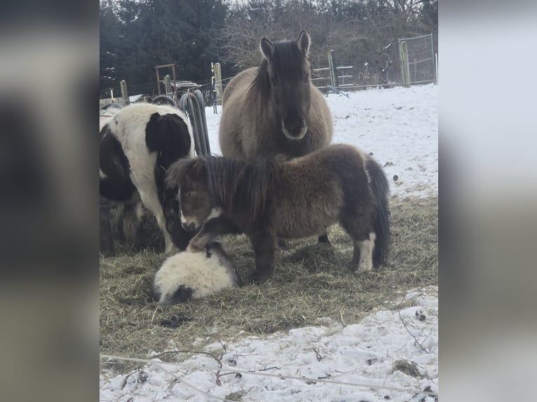 Mini pony Shetland Semental 2 años 78 cm  in Coswig