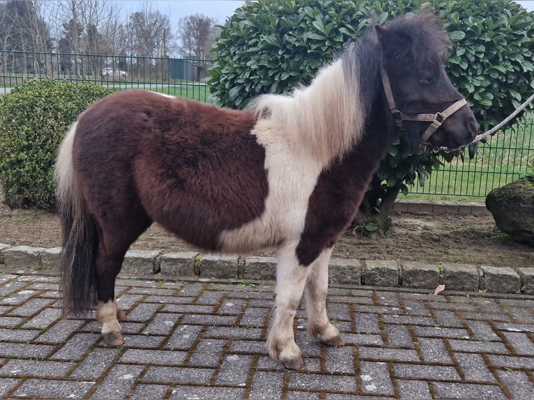 Mini pony Shetland Semental 2 años 78 cm Pío in Reken