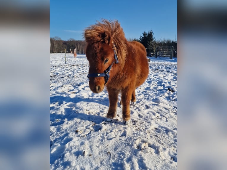 Mini pony Shetland Semental 2 años 80 cm Alazán in Coswig