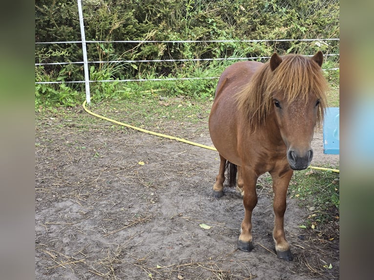 Mini pony Shetland Semental 2 años 80 cm Alazán in Coswig