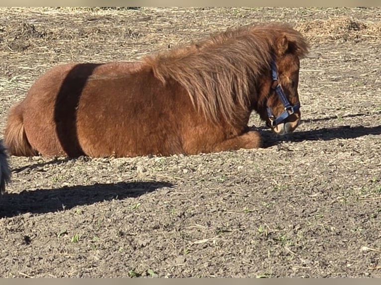 Mini pony Shetland Semental 2 años 80 cm Alazán in Coswig