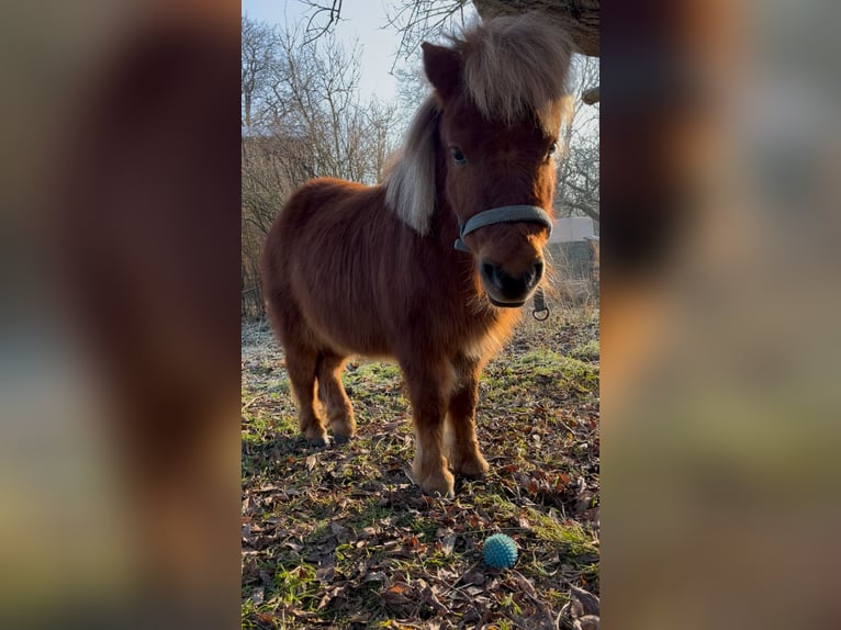 Mini pony Shetland Semental 2 años 80 cm Alazán in Uckerland