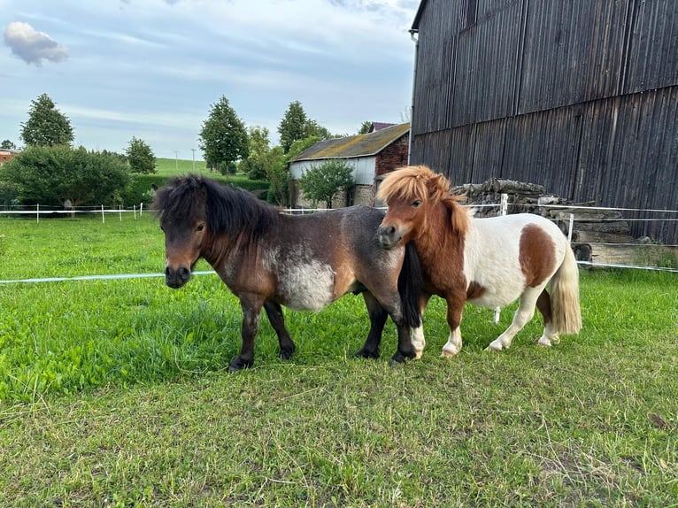 Mini pony Shetland Mestizo Semental 2 años 80 cm  in Langenbach