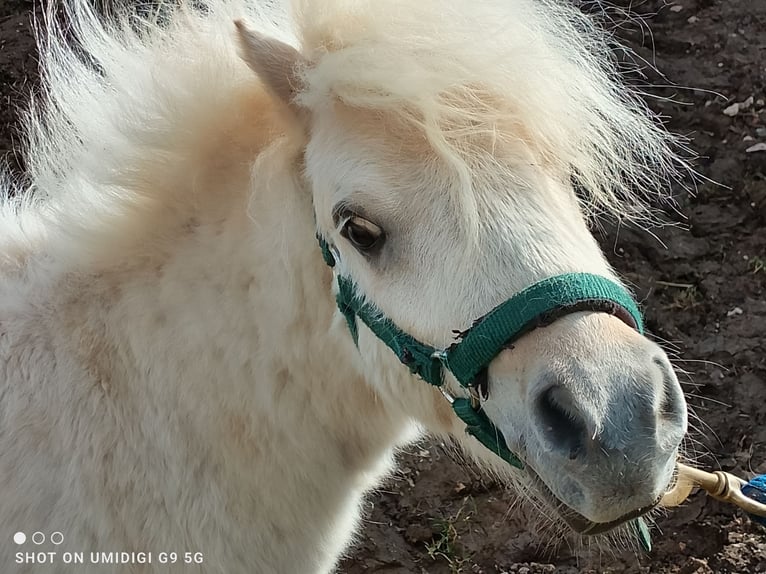 Mini pony Shetland Semental 2 años 80 cm Palomino in Unterschneidheim