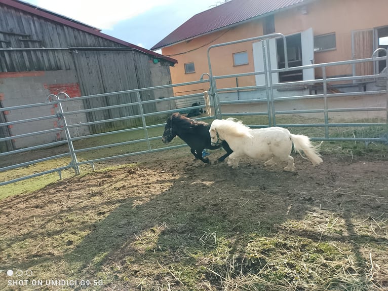 Mini pony Shetland Semental 2 años 80 cm Palomino in Unterschneidheim