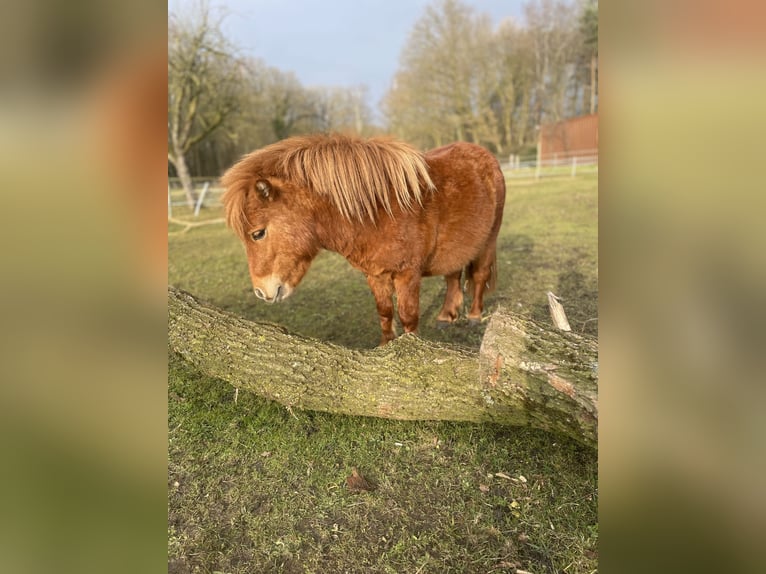Mini pony Shetland Semental 2 años 85 cm Alazán in Rheine