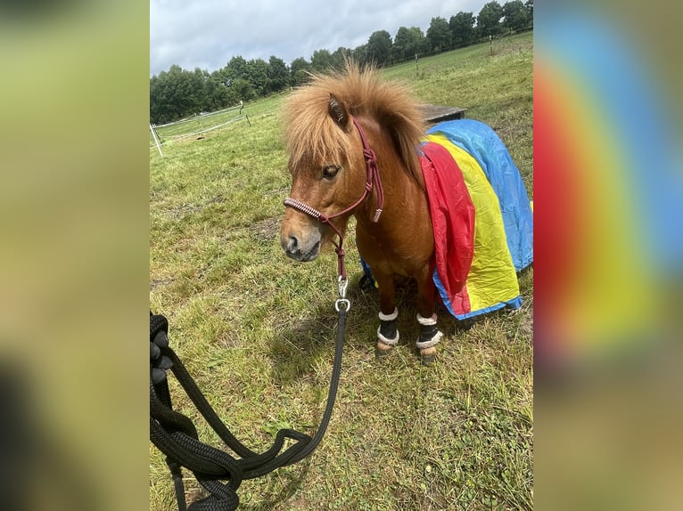 Mini pony Shetland Semental 2 años 85 cm Alazán in Rheine