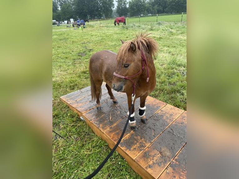 Mini pony Shetland Semental 2 años 85 cm Alazán in Rheine