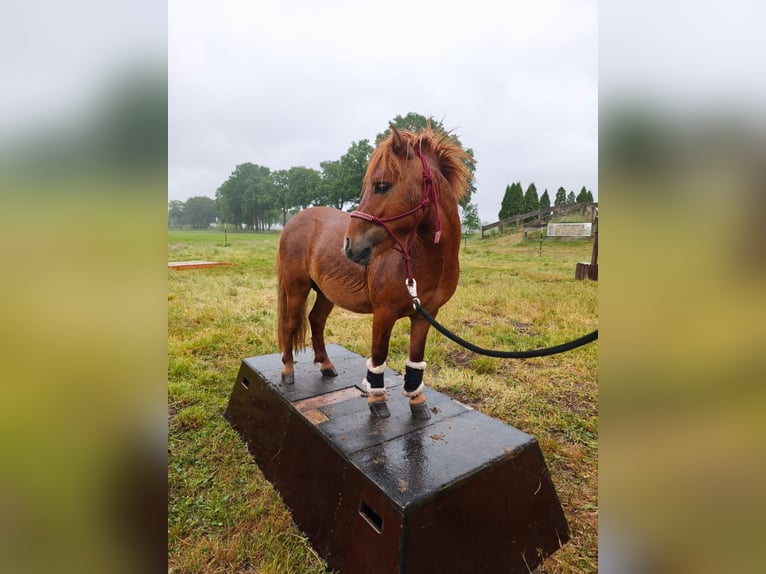 Mini pony Shetland Semental 2 años 85 cm Alazán in Rheine