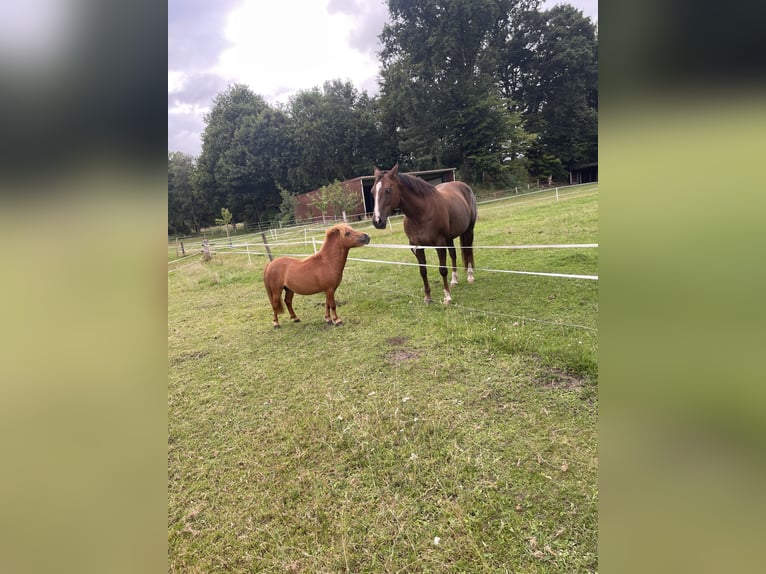 Mini pony Shetland Semental 2 años 85 cm Alazán in Rheine