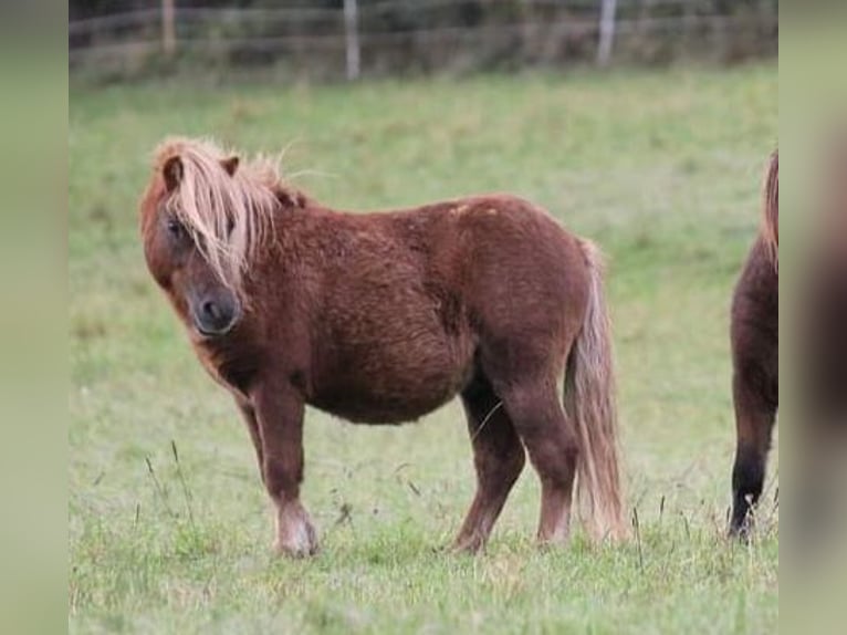 Mini pony Shetland Semental 2 años 85 cm Alazán-tostado in Haigerloch