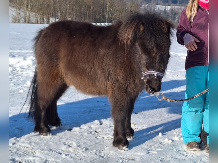 Mini pony Shetland Semental 2 años 85 cm Pío in Argenbühl