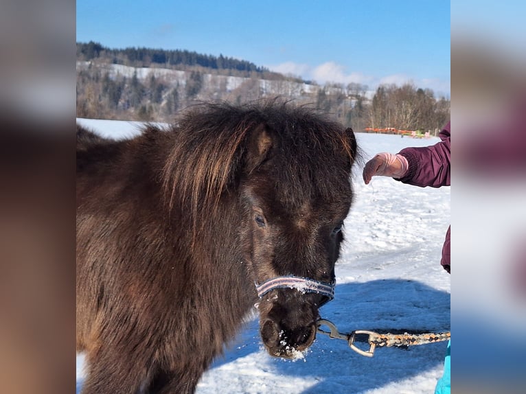 Mini pony Shetland Semental 2 años 85 cm Pío in Argenbühl
