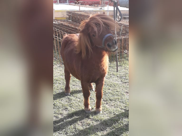 Mini pony Shetland Semental 2 años Alazán in Kleblach-Lind