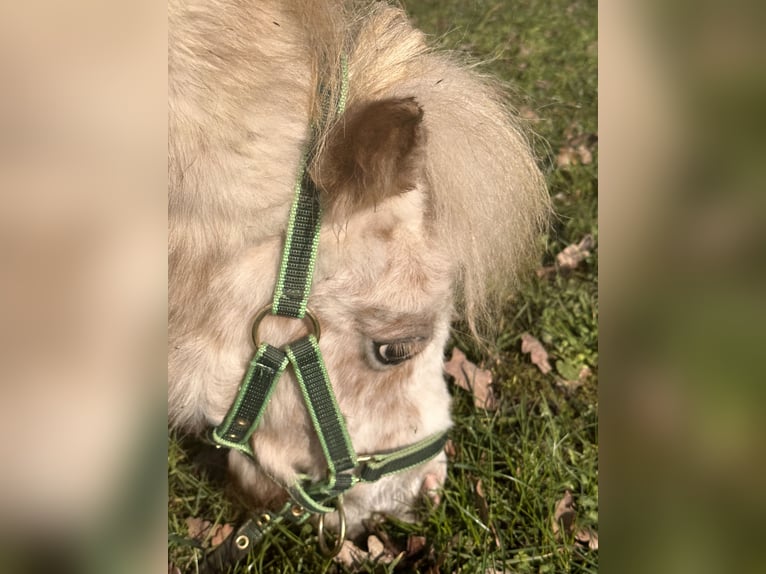 Mini pony Shetland Semental 2 años in Damme