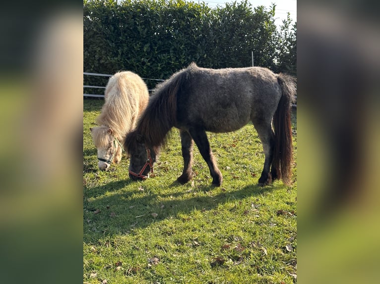 Mini pony Shetland Semental 2 años in Damme