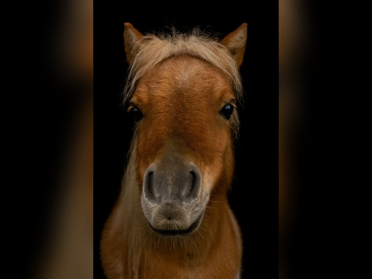 Mini pony Shetland Semental 3 años 75 cm Pío in Obertshausen