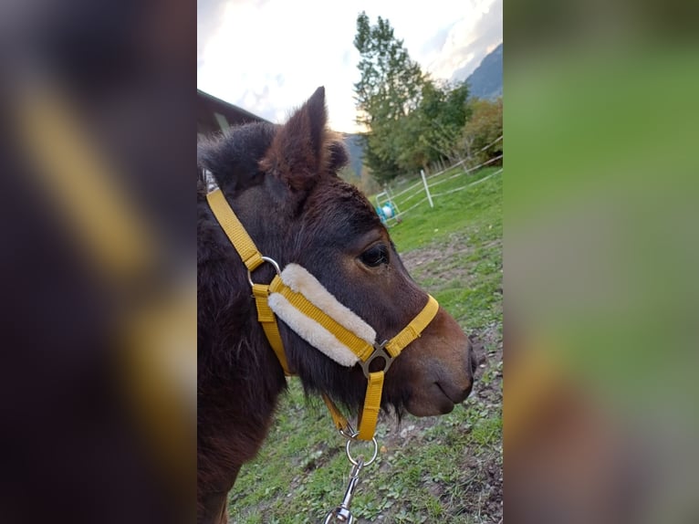 Mini pony Shetland Semental 3 años 77 cm Morcillo in Gnesau