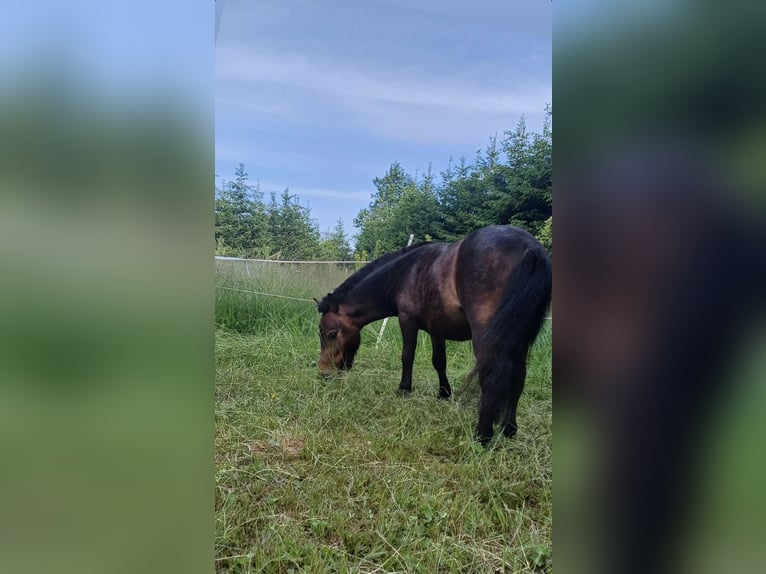 Mini pony Shetland Semental 3 años 77 cm Morcillo in Gnesau