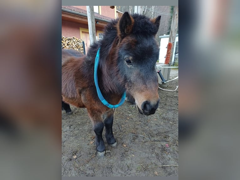 Mini pony Shetland Semental 3 años 77 cm Morcillo in Gnesau