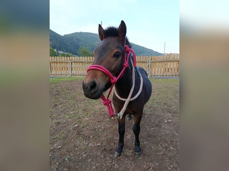 Mini pony Shetland Semental 3 años 77 cm Morcillo in Gnesau