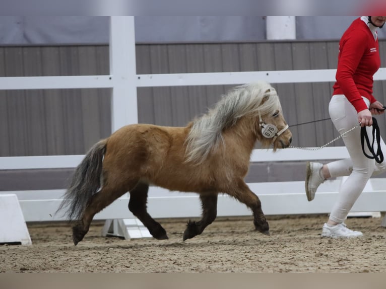 Mini pony Shetland Semental 3 años 77 cm Palomino in Rheine