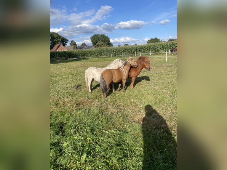 Mini pony Shetland Semental 3 años 77 cm Palomino in Rheine