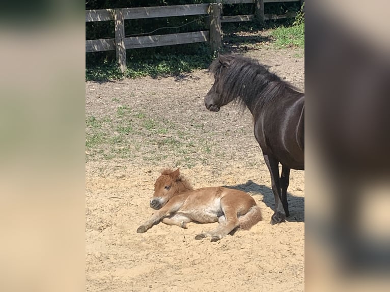 Mini pony Shetland Semental 3 años 80 cm Palomino in Holste