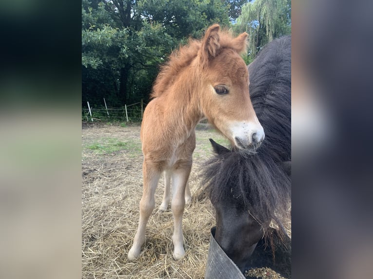 Mini pony Shetland Semental 3 años 80 cm Palomino in Holste