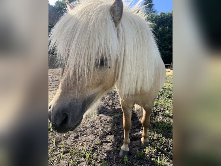 Mini pony Shetland Semental 3 años 80 cm Palomino in Holste