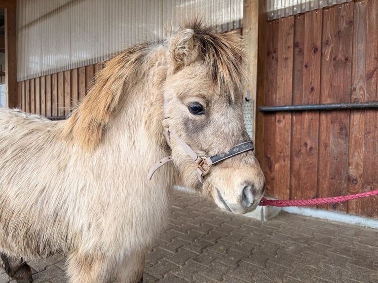 Mini pony Shetland Semental 3 años 85 cm Bayo in Fronreute