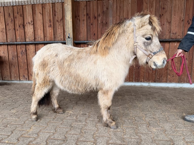 Mini pony Shetland Semental 3 años 85 cm Bayo in Fronreute