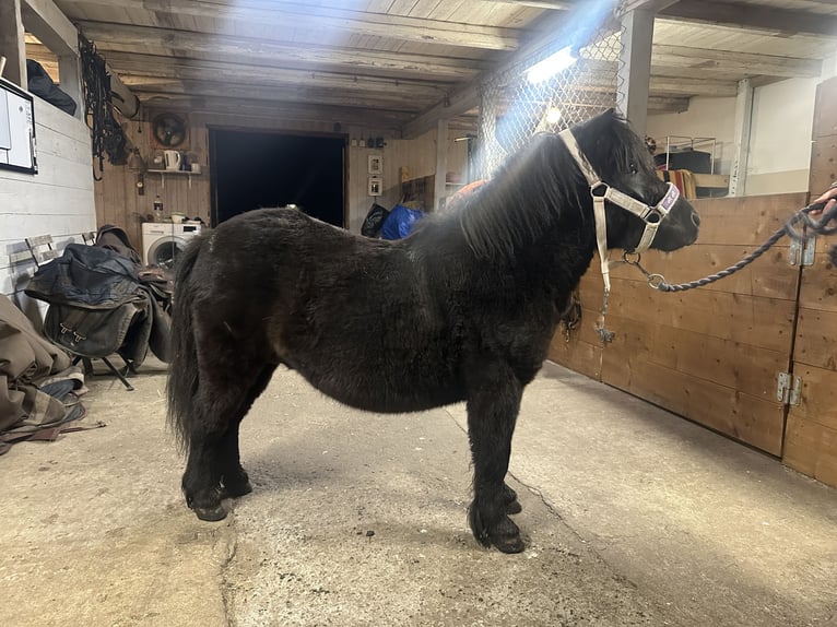 Mini pony Shetland Semental 3 años 85 cm Castaño oscuro in Vallset