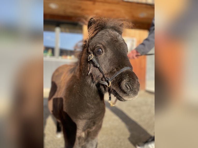 Mini pony Shetland Semental 3 años 85 cm Castaño oscuro in Vallset