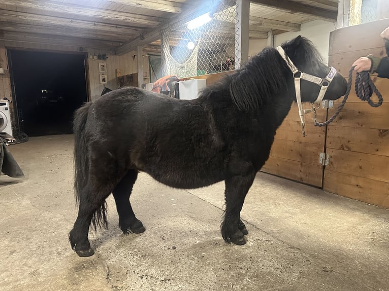 Mini pony Shetland Semental 3 años 85 cm Castaño oscuro in Vallset