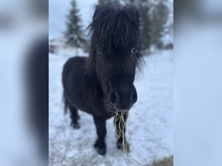 Mini pony Shetland Semental 3 años 85 cm Castaño oscuro in Vallset