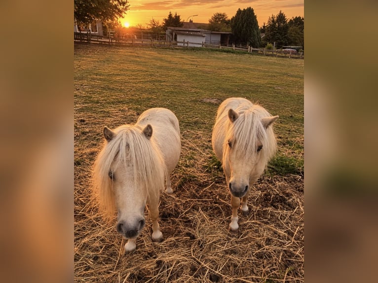 Mini pony Shetland Semental 3 años 85 cm Champán in Süsel