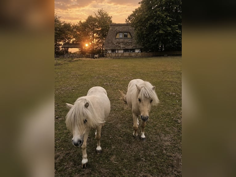 Mini pony Shetland Semental 3 años 85 cm Champán in Süsel