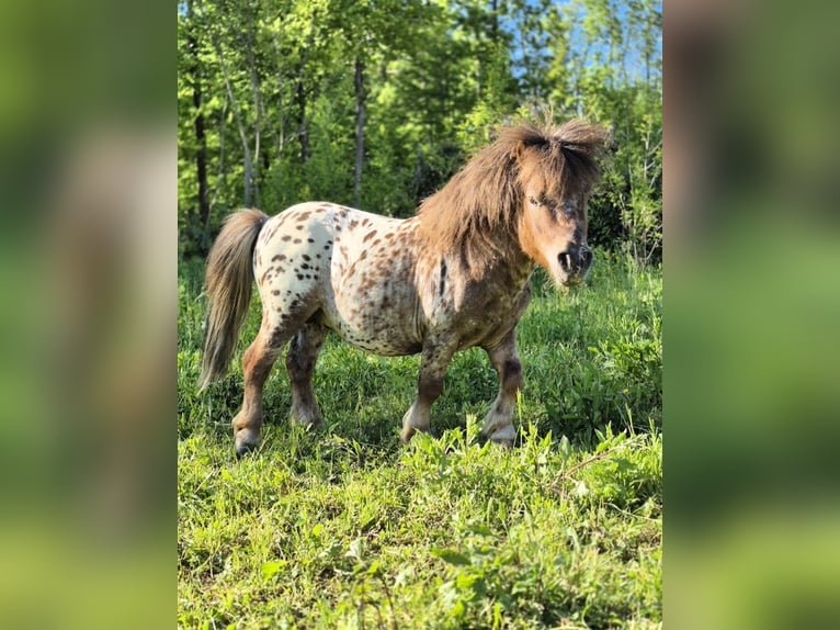 Mini pony Shetland Mestizo Semental 4 años 78 cm Atigrado/Moteado in Novo mesto