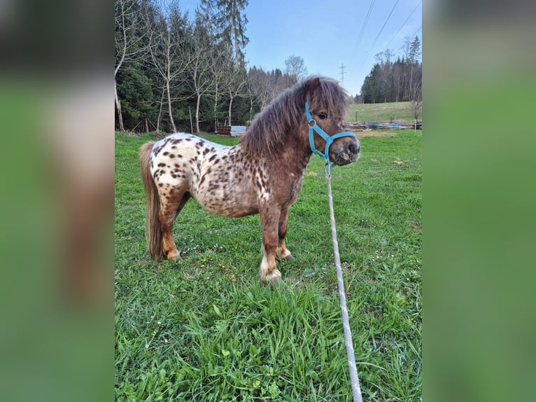 Mini pony Shetland Mestizo Semental 4 años 78 cm Atigrado/Moteado in Novo mesto