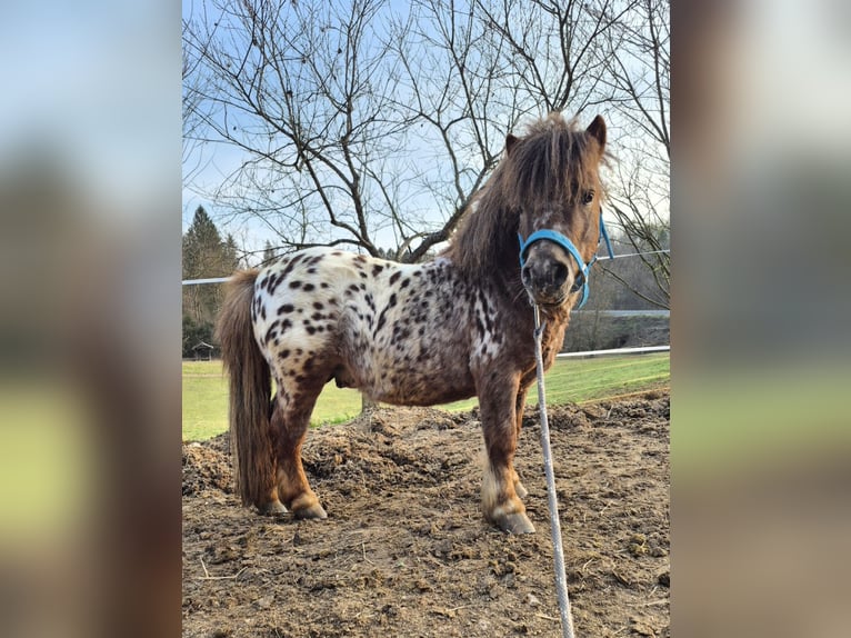 Mini pony Shetland Mestizo Semental 4 años 78 cm Atigrado/Moteado in Novo mesto