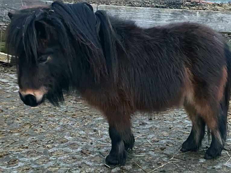 Mini pony Shetland Semental 4 años 79 cm Castaño in Königsberg in Bayern