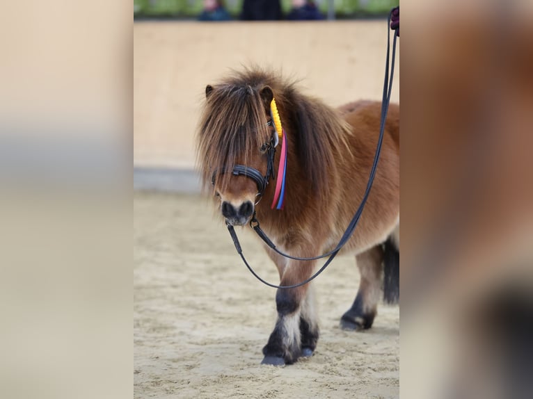 Mini pony Shetland Semental 4 años 83 cm Castaño in Fronreute