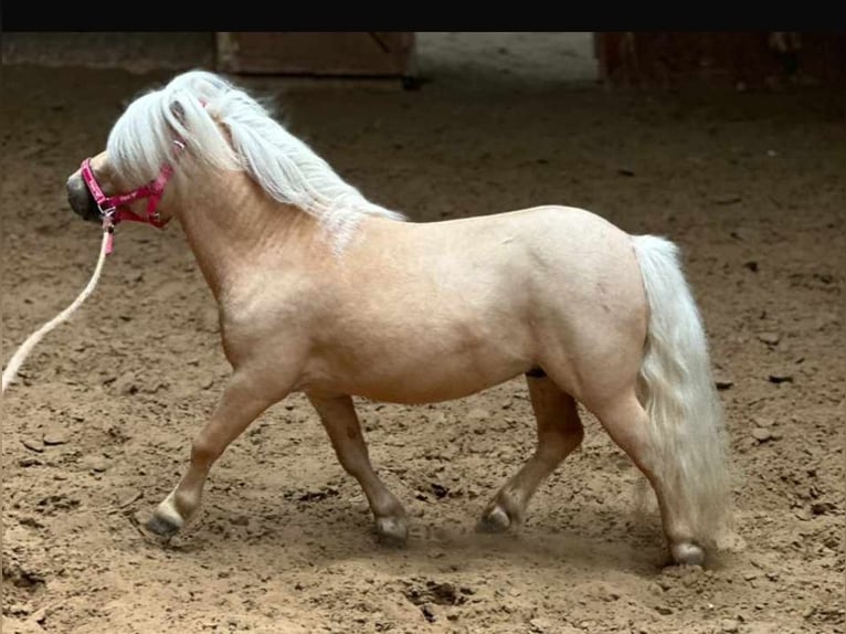 Mini pony Shetland Semental 4 años 85 cm Palomino in Unna