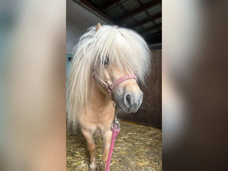 Mini pony Shetland Semental 4 años 85 cm Palomino in Unna