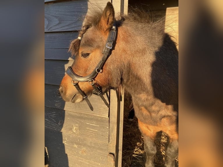 Mini pony Shetland Semental 4 años 94 cm Pío in Harderwijk